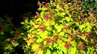 Double Play Big Bang Spirea [upl. by Ezekiel463]