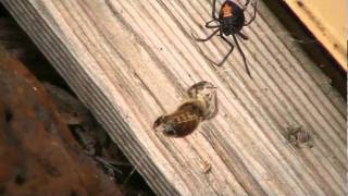 redback spider killing a bee [upl. by Almeda]