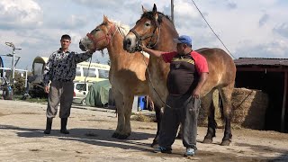 Caii lui Ionut de la Sacadat Bihor  2024 Nou [upl. by Guria]