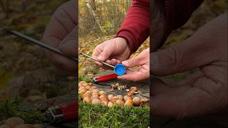 Genius LifeHack for Quick Nut Cleaning with Whole Kernels lifehacks ideas camping [upl. by Ilene191]