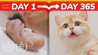 😂Cat Haters Nightmare  How Kittens Grow Up 0365 Days [upl. by Narcis]