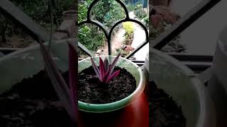 Indoor garden gardenplants gardenlover trending shorts viral [upl. by Adlee]