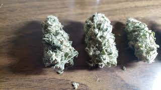 Home Grown Weed Super Sour Lemon Haze [upl. by Leugar]