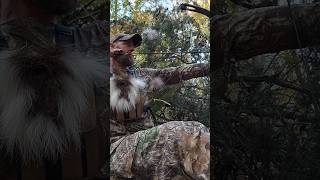 Bow hunting whitetails hunter deerhunting whitetaildeer [upl. by Lupee234]