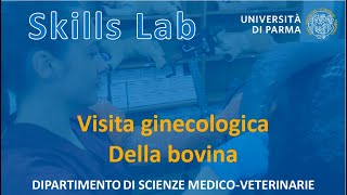 Visita ginecologica della bovina  Skills Lab UNIPR [upl. by Ranice]