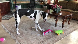 Funny Harlequin Great Dane Loves To Howl At His Squeaky Mouse Ball [upl. by Hsepid395]