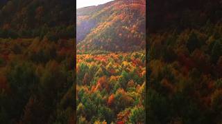 🍁Spectacular Fall in the Great Smoky Mountains in Tennessee 🍁 GreatSmokyMountains Tennessee [upl. by Charo]