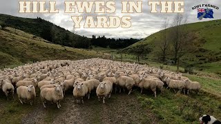 Hill Ewes in The Yards [upl. by Nnilsia84]