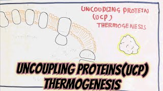 Thermogenesis Through Uncoupling Proteins UCP umerfarooqbiology7083 [upl. by Aehtrod]