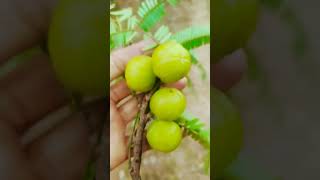 skincare amlaoil amla food glowingskin healthtips lemon liver liverdetoxification detox [upl. by Claudia417]