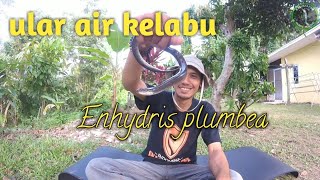 Mengenal Ular Air Kelabu [upl. by Warfield560]