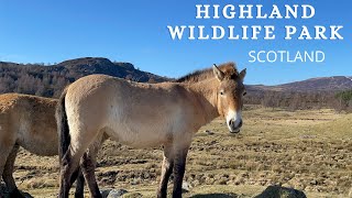 The Highland Wildlife Park Kingussie Scotland [upl. by Nylicaj]