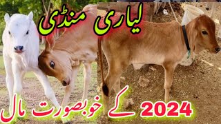 Brahman Sahiwal Cow Calf For 2024  Liyari Bakra Mandi 2024  Cattle Farming  Cow Mandi 2024 [upl. by Annaj524]