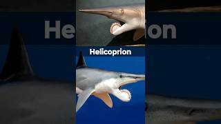 quotHelicoprion The Prehistoric Shark with a Buzzsaw Jawquot helicoprion shark facts shorts [upl. by Ibloc]