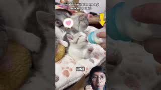 Gurita inibsungguh besar guys 😱😱 animals hewan faktaunik scp storytime funny [upl. by Erick]