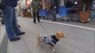 Sevimli Köpeğim Badi Çarşı Gezmesinde Chihuahua Dog Buddy Şivava [upl. by Enitsyrhc766]