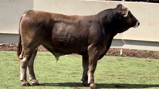 JampJ Cattle Co Lot 1026 Braunvieh Bull [upl. by Anikram372]