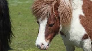 A Day in the Shetland Islands [upl. by Prussian]