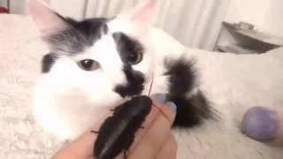 Pet cockroach kisses cat [upl. by Aldric]