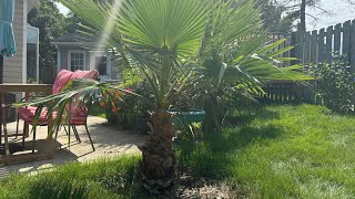 How to grow Washingtonia robusta part 26 6 years [upl. by Socin]