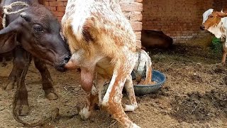 animal milking new video 🤩 [upl. by Formenti]