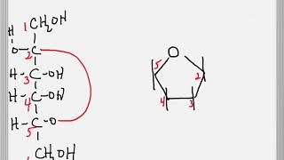 Cyclization of a Sugar to Form a Furanose Ring [upl. by Missie]