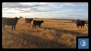 Cow AI Step 2 Pulling The CIDR  Aleman Homestead 195 [upl. by Monro]