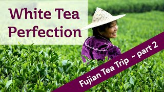 WHITE TEA PERFECTION  Finding PINNACLE tea in China FUJIAN TEA TRIP PART 2 [upl. by Mitchael4]