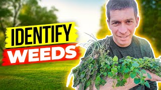 Identify Weeds in Your Lawn and How to Get Rid of Them [upl. by Alomeda]