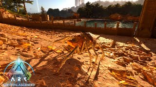 Riding Colossal Spiders  How To Tame Araneo In Ark Survival Ascended [upl. by Skippie606]