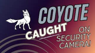 Coyote Armando Visits Again 7 sightings this year [upl. by Arhna]