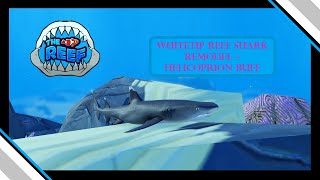 Shark Week Part 7 Whitetip reef shark remodel  Helicoprion buff  The Reef [upl. by Karsten]