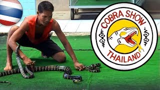 MONGOOSE VS COBRA 🐍 งูเห่า 🇹🇭 [upl. by Handler]