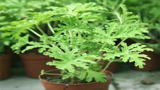 How to Grow And Care Citronella Plants from Cuttings  Planting Mosquito Plant  Gardening Tips [upl. by Paulo]