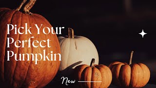 Where to go Pumpkin Picking October Autumn FUN [upl. by Enilesor]