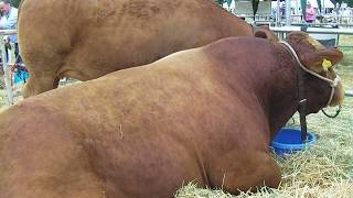 Huge South Devon Cows at Hanbury Countryside Show 2019 [upl. by Arihay]