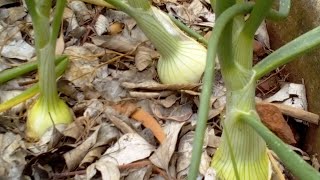 Onions Grown From Seed mytakeonhomeandgarden onion growsomethinggreen garden [upl. by Ttirrej]