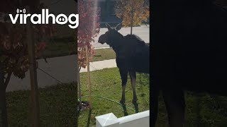 Moose Munches On Crunchy New Tree  ViralHog [upl. by Airalednac]