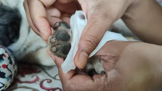 cute dog grooming at home 🏡🐕  cute dog grooming videos  dog grooming at home  grooming videos [upl. by Genevra]