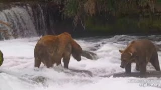 Katmai Brooks Falls Bear 164 challenges Bear 747s patience 0809 2024 [upl. by Janeva]