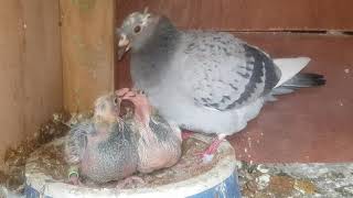 THE JANSSEN PAIR HAD BABIES pigeonracing homingpigeons [upl. by Dumah]