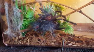 Pink Toe tarantula molting [upl. by Nuawd]