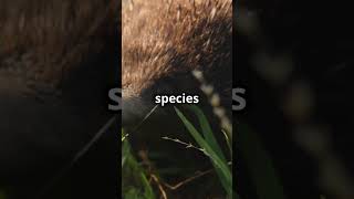 Animal Facts  Platypus animals [upl. by Flodnar]