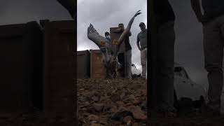 Rehabilitated Vulture Released back into the Wild [upl. by Ynottirb]