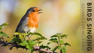 Birds Singing  4 Hour Bird Sounds Relaxation Soothing Nature Sounds Birds Chirping [upl. by Rovelli]