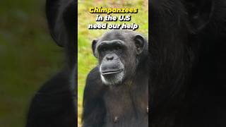 Saving Lab Tested Chimps [upl. by Yeldoow7]