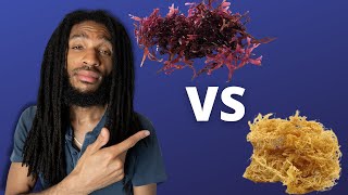 THE TRUTH ABOUT SEA MOSS Gracilaria is better than Chondrus Crispus  REACTION [upl. by Janeta]