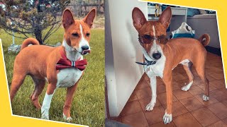 Basenji Training Guide Watch This Before Getting One [upl. by Hayashi267]