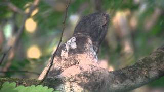 Blyths Frogmouth Batrachostomus affinis [upl. by Edahc148]