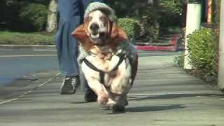 basset hound dressed as sherlock holmes running in slow motion [upl. by Ahsaten130]